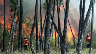 Suspeito de atear dois incêndios florestais em Lamego detido pela PJ - TVI
