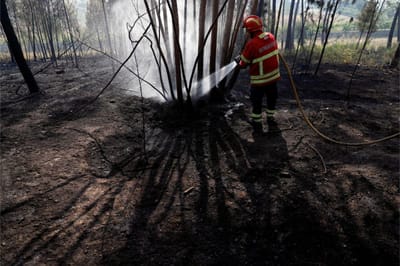 Incêndios: autarca de Castro Verde faz "avalição rigorosa" da área ardida - TVI