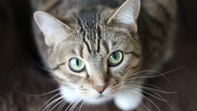 Gato contaminado com covid-19 pelo dono na Bélgica - TVI