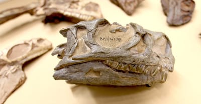 Paleontólogos identificam nova espécie de dinossauro - TVI