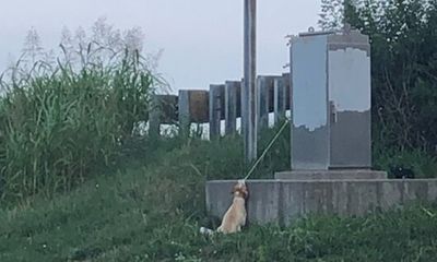 Homem salva cão atado a poste de eletricidade - TVI