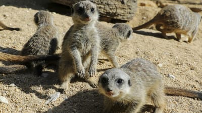 Sete crias de suricata atraem atenções no Zoo de Lisboa - TVI