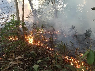 Desflorestação da Amazónia aumentou 80% em setembro - TVI
