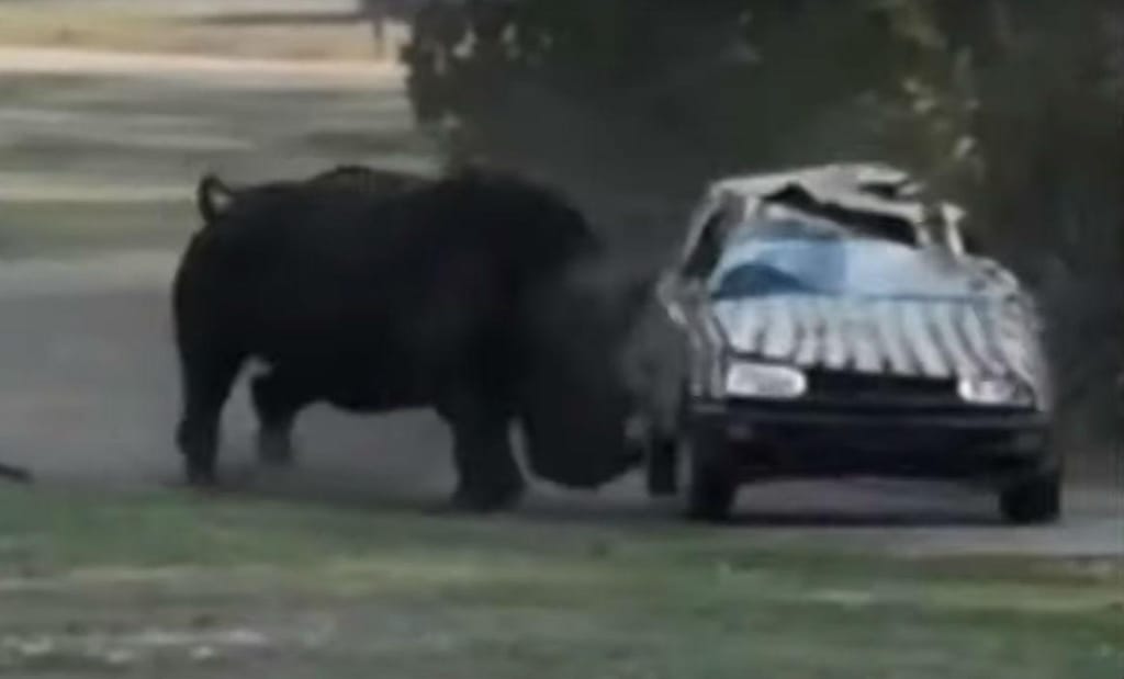Rinoceronte ataca carro da tratadora (reprodução YouTube)