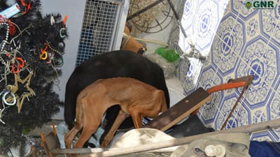 Tinha dois cães trancados sem comida num quarto há vários dias - TVI