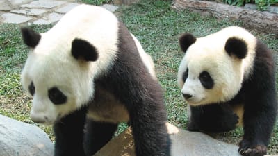 Morreu Chuang Chuang, o famoso panda-gigante da Tailândia - TVI