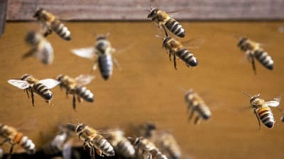 Homem morre após ser picado "centena de vezes" por enxame de abelhas - TVI