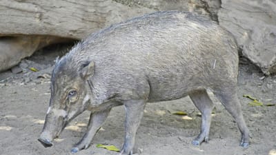 Estudo registou porcos a utilizarem ferramentas pela primeira vez - TVI