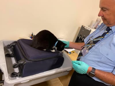 Casal surpreendido no aeroporto com gato escondido na mala de viagem - TVI
