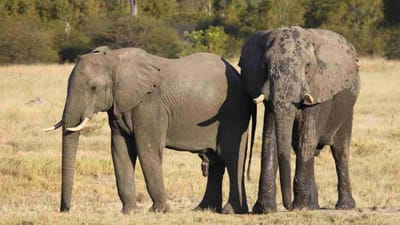 Mais de 50 elefantes morreram à fome em dois meses - TVI