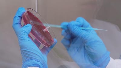 Cientistas portugueses criam banco de vírus para curar doenças provocadas por bactérias - TVI