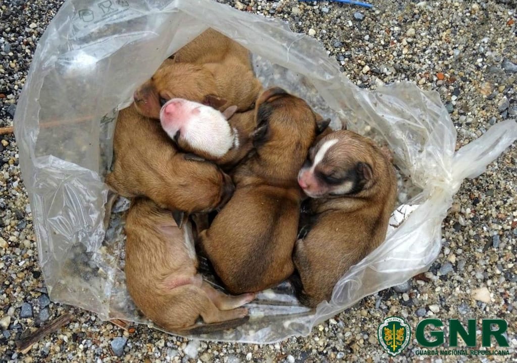 GNR resgata cães recém-nascidos dentro de saco de plástico