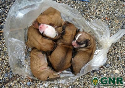 Cinco cães recém-nascidos resgatados do lixo pela GNR - TVI