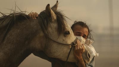 Cavalo voltou para trás para salvar a família dos incêndios na Califórnia - TVI