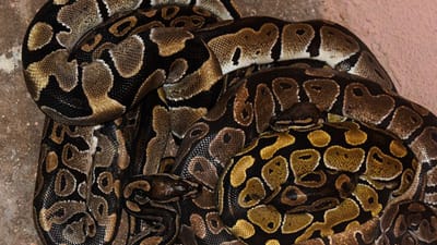 Cobra pitão pode virar um petisco na Florida - TVI