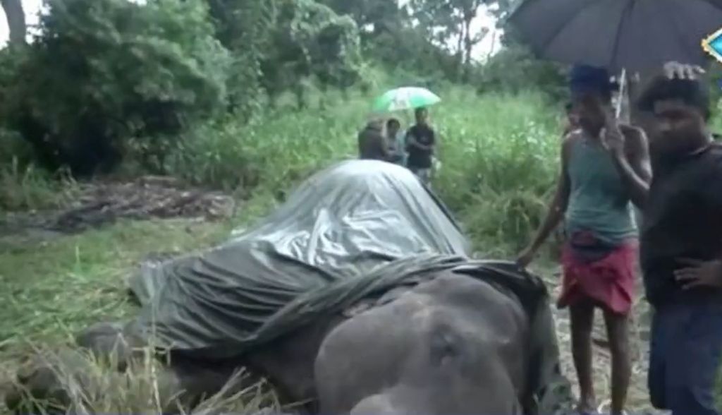 Elefante cai e morre de exaustão no Sri Lanka
