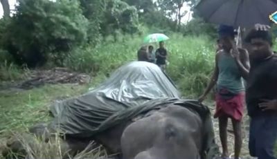 Elefante cai e morre de exaustão depois de transportar grupos de turistas - TVI