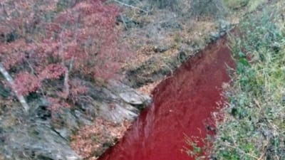 Rio fica vermelho com sangue de 47.000 porcos - TVI