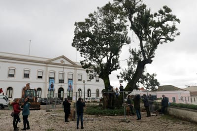 Árvore com 300 anos vai ser abatida na Figueira da Foz - TVI