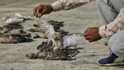 Mais de 2.000 pássaros morrem misteriosamente em lago indiano - TVI