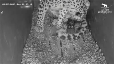 Jardim Zoológico de Lisboa tem três novos leopardos - TVI