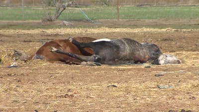 Cavalos mortos após apreensão no Alentejo já estão a ser enterrados - TVI
