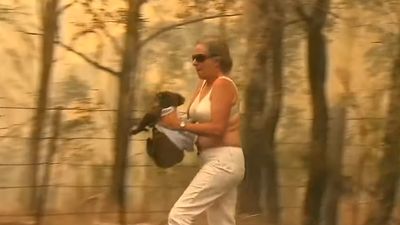 Mulher arrisca a vida para salvar coala numa floresta a arder - TVI