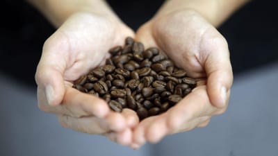 Tipo de café mais popular do mundo tem mais de meio milhão de anos - TVI