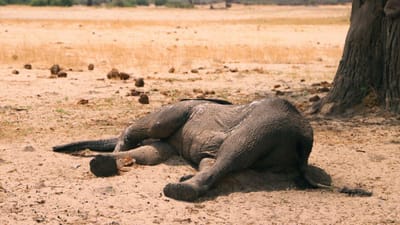 Uma cianobactéria foi a causa da misteriosa morte de 300 elefantes no Botsuana - TVI
