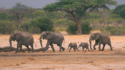 Pelo menos 12 elefantes com chifres intactos encontrados mortos em reserva do Zimbabué - TVI