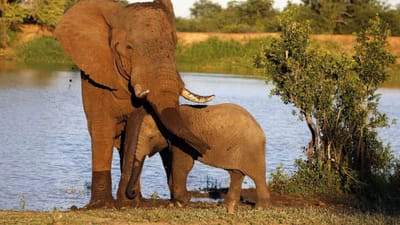 Seis elefantes mortos num só dia por caçadores furtivos na Etiópia - TVI