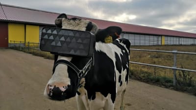 Vacas utilizam óculos de realidade virtual para diminuir ansiedade - TVI
