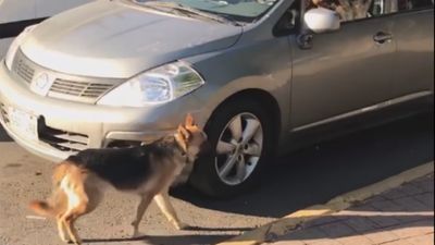 Cão corre atrás do carro da dona depois de ser abandonado - TVI