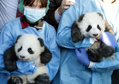 Pandas gémeos do Jardim Zoológico de Berlim já têm nome - TVI