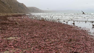 Milhares de "peixes-pénis" dão à costa em praia da Califórnia - TVI