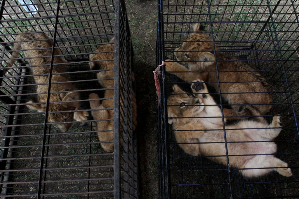 Polícia encontrou várias caixas contendo quatro leões bebés, um leopardo e 58 tartarugas