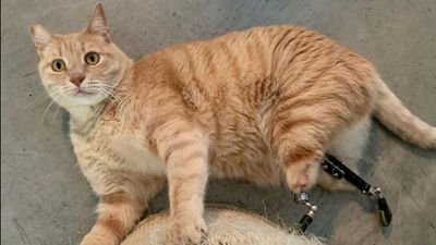 Vito, o gato biónico que conquistou a Internet - TVI