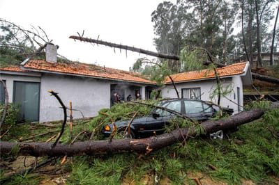 Depressão "Elsa": queda de árvores deixa 20 pessoas desalojadas - TVI