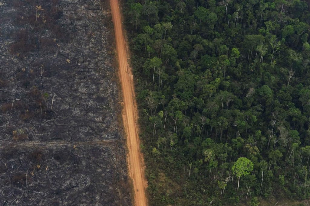 Contraste na floresta da Amazónia, entre o que foi destruído pelos incêndios e a beleza do território, cuja ameaça fez temer pelo futuro da Humanidade