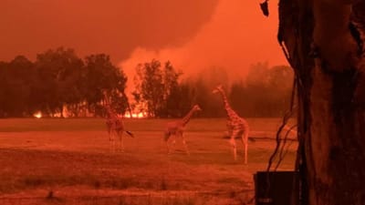 Jardim zoológico consegue salvar animais das chamas na Austrália - TVI