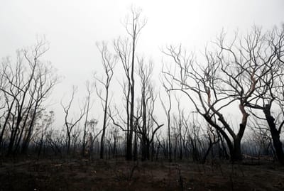 Um quinto das florestas australianas arderam devido a seca extrema - TVI