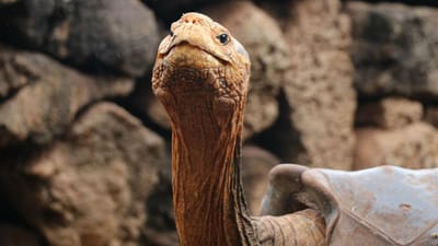 Uma das maiores tartarugas que viveram na Terra tinha carapaça com "chifres" - TVI