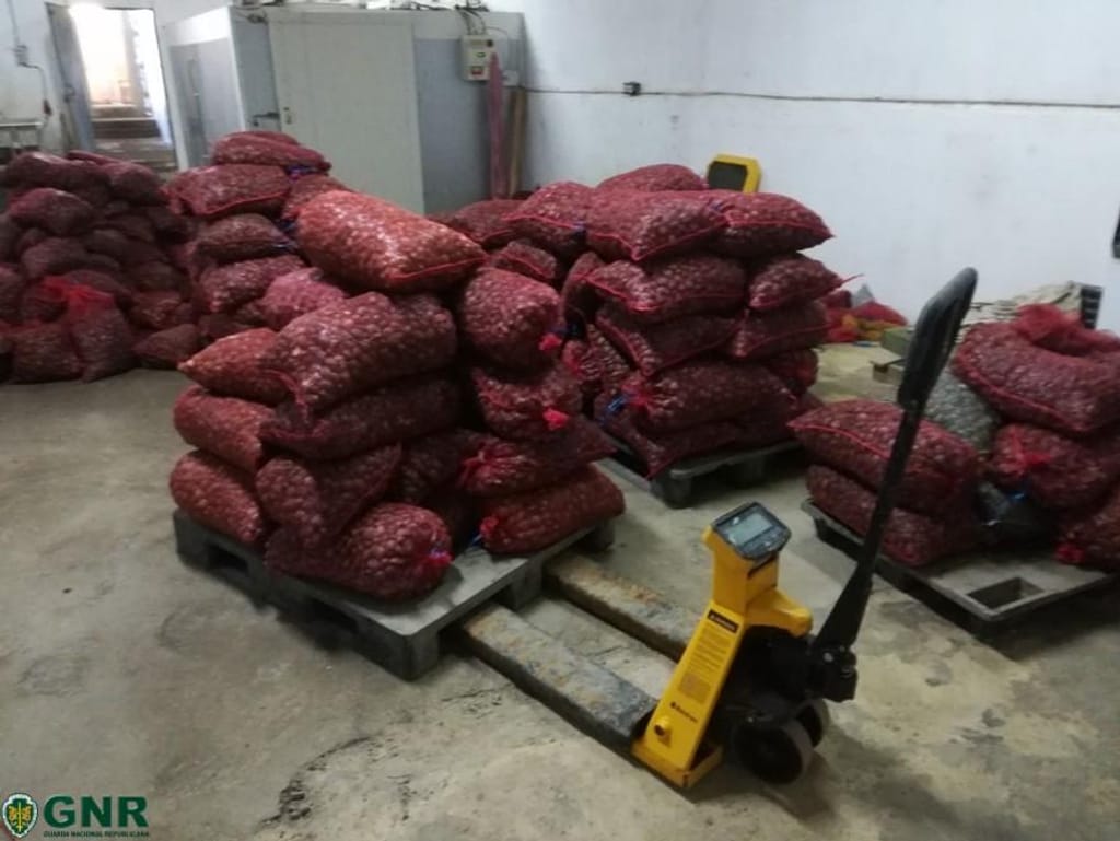 11 toneladas de ameijoa apreendidas no Samouco