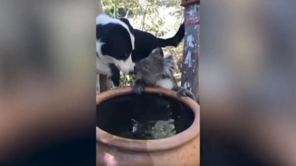 Cão e coala partilham água