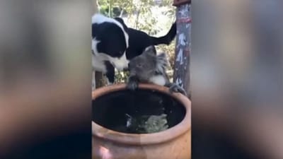Vídeo mostra cão a partilhar água com coala - TVI