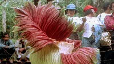 Encontrada a maior flor alguma vez vista no mundo - TVI