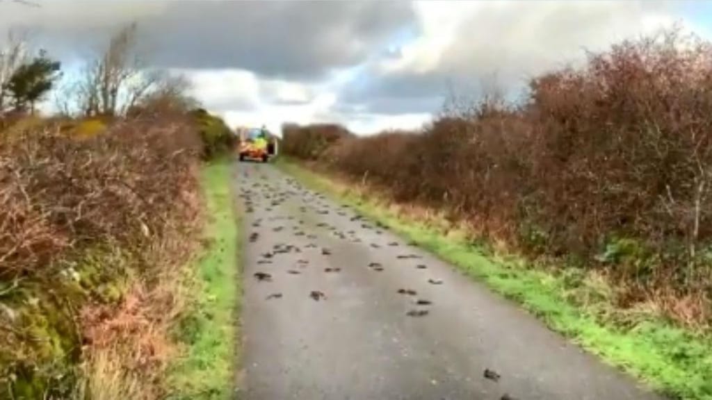 Pássaros encontrados mortos em estrada no País de Gales