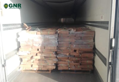 GNR interceta camiões com 63 toneladas de peixe com destino a Espanha - TVI
