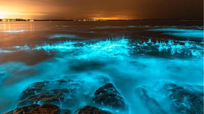 O mistério das águas brilhantes no mar da Austrália - TVI