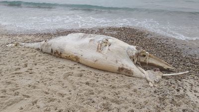 Cadáver de baleia anã dá à costa em Setúbal - TVI